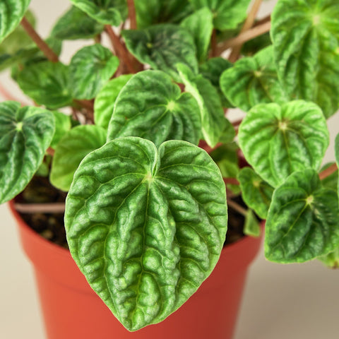 Peperomia 'Ripple', additional product view 2