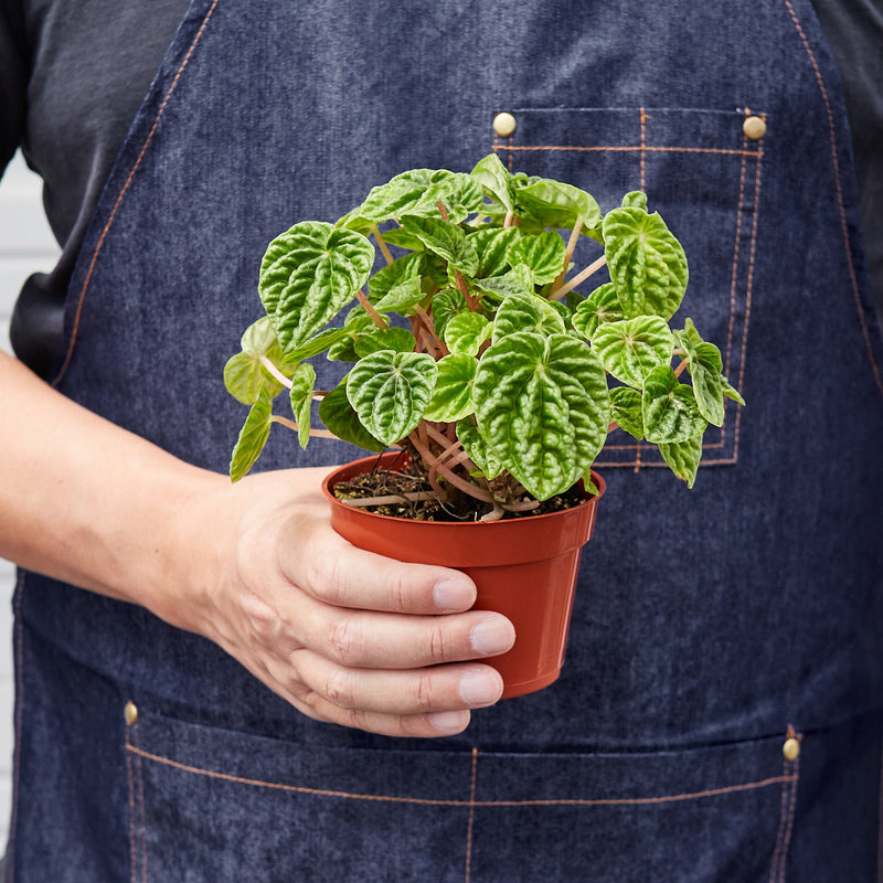 Load image into Gallery viewer, Peperomia 'Ripple'
