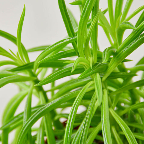 Peperomia 'Green Bean', additional product view 2