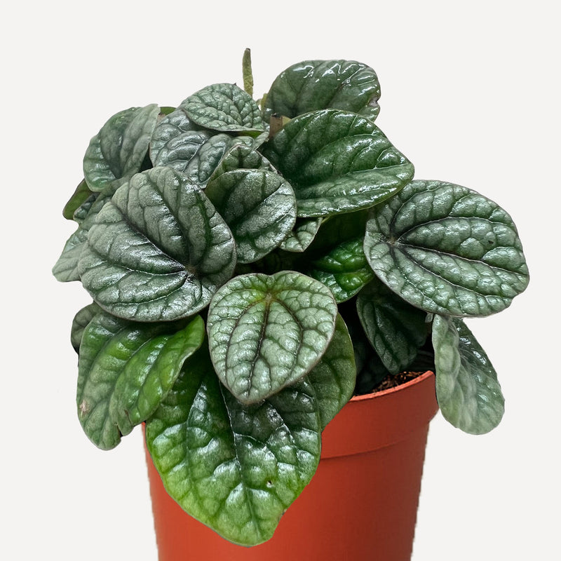 Load image into Gallery viewer, Peperomia Greyhound
