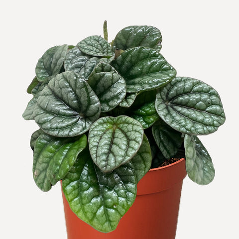 Peperomia Greyhound, additional product view 2