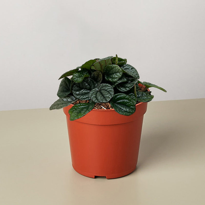 Load image into Gallery viewer, Peperomia Greyhound
