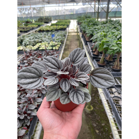 Peperomia Mendoza