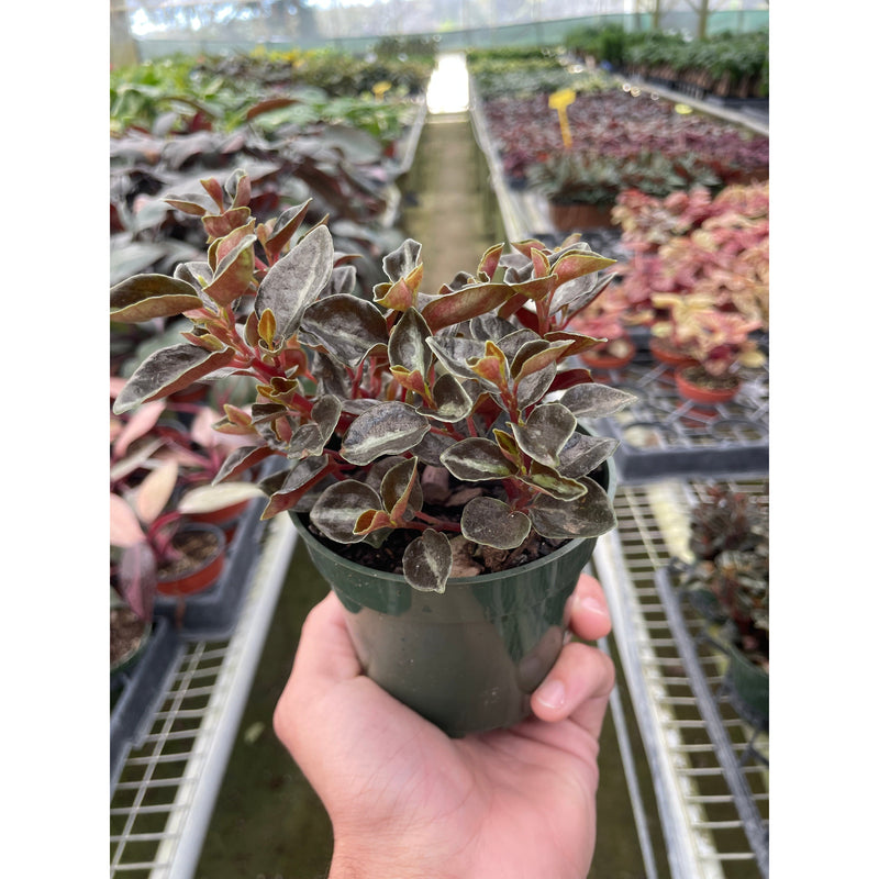 Load image into Gallery viewer, Peperomia 'Metallica'
