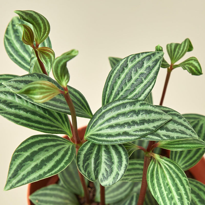 Load image into Gallery viewer, Peperomia 'Parallel'
