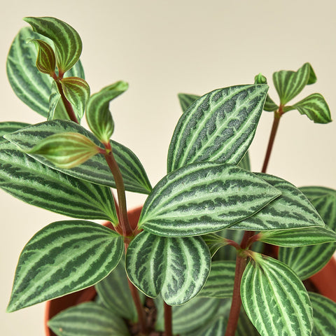 Peperomia 'Parallel', additional product view 2