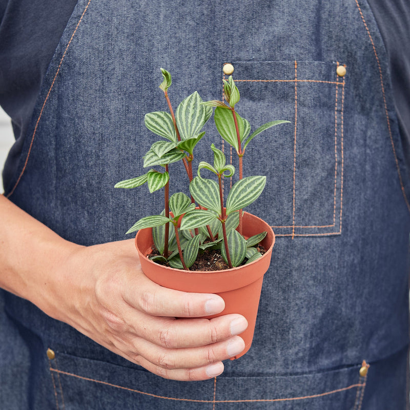 Load image into Gallery viewer, Peperomia 'Parallel'
