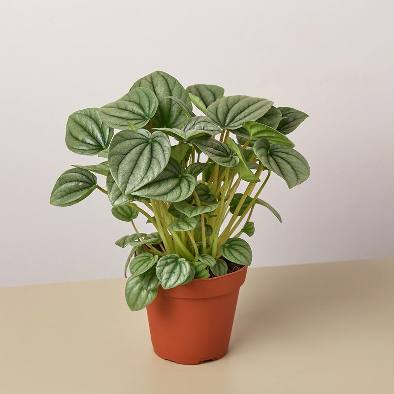Load image into Gallery viewer, Peperomia 'Frost
