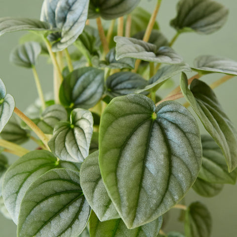 Peperomia 'Frost, additional product view 2