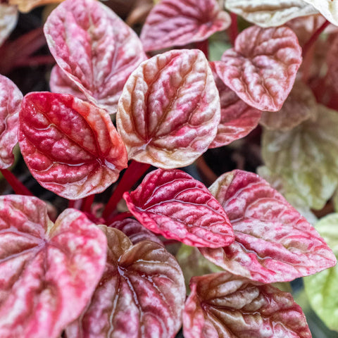 Peperomia 'Quito', additional product view 2