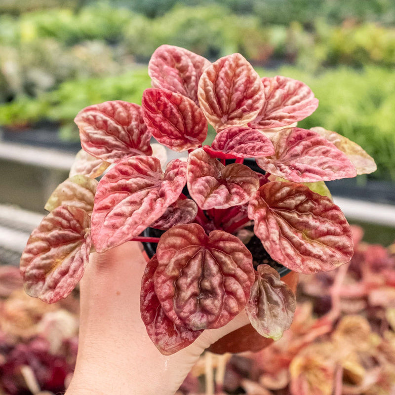 Load image into Gallery viewer, Peperomia 'Quito'
