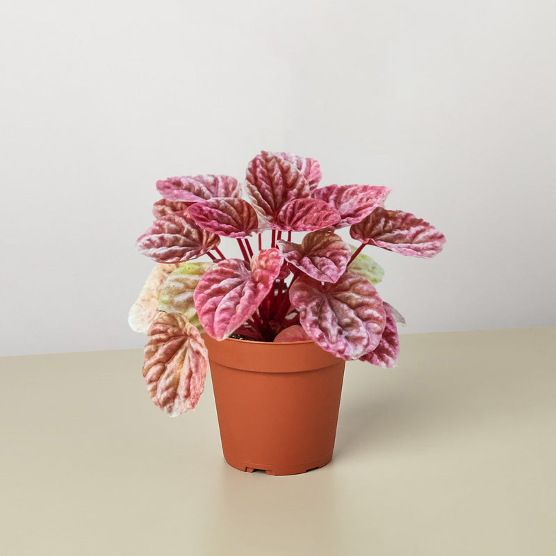 Load image into Gallery viewer, Peperomia 'Quito'
