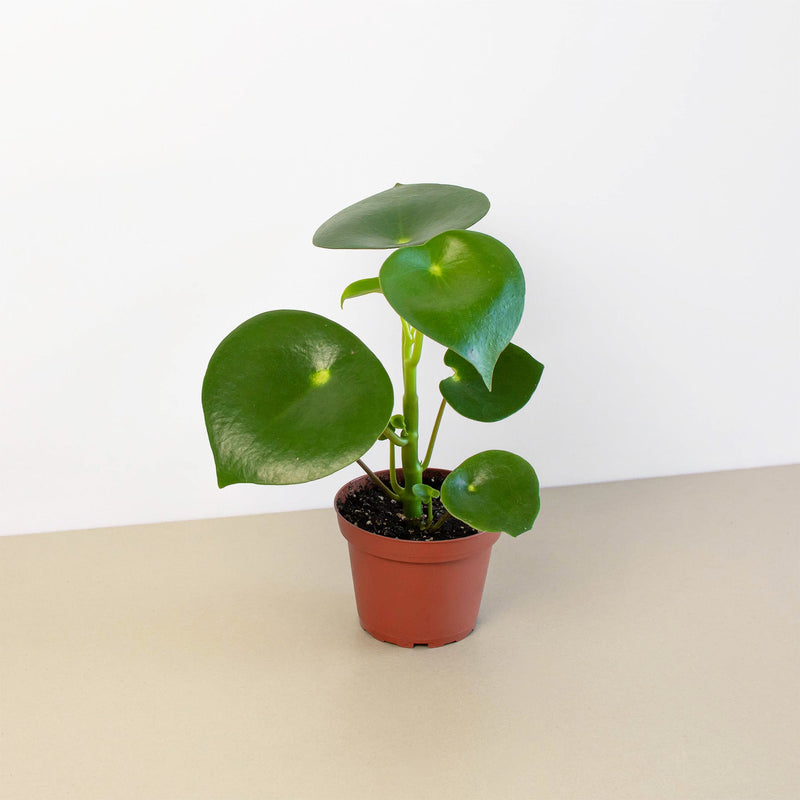 Load image into Gallery viewer, Peperomia 'Raindrop'

