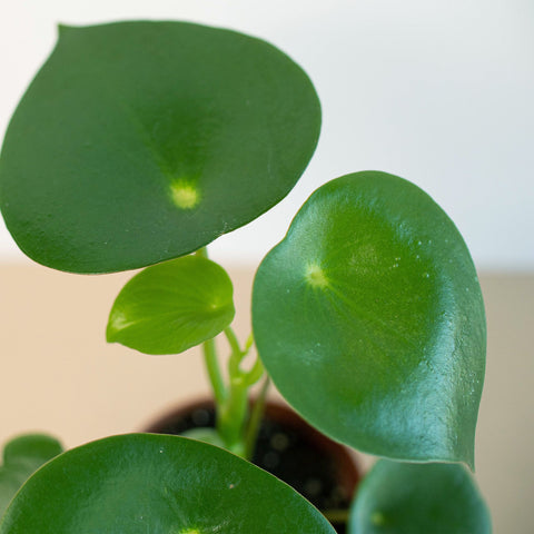 Peperomia 'Raindrop', additional product view 2
