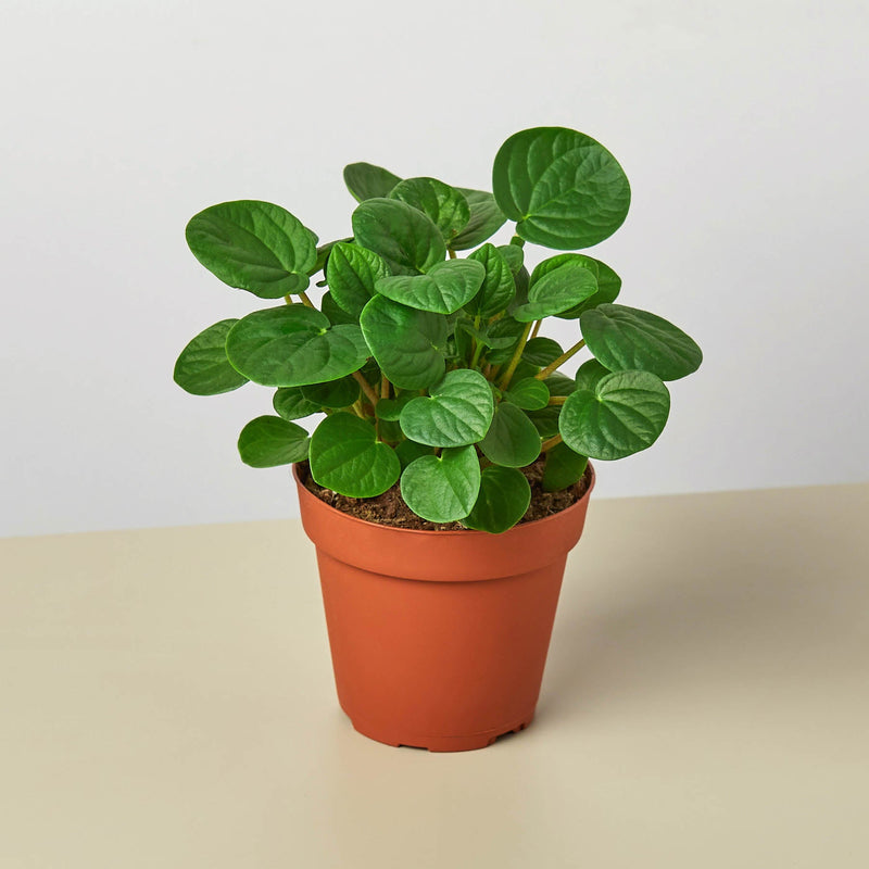 Load image into Gallery viewer, Peperomia 'Rana Verde'
