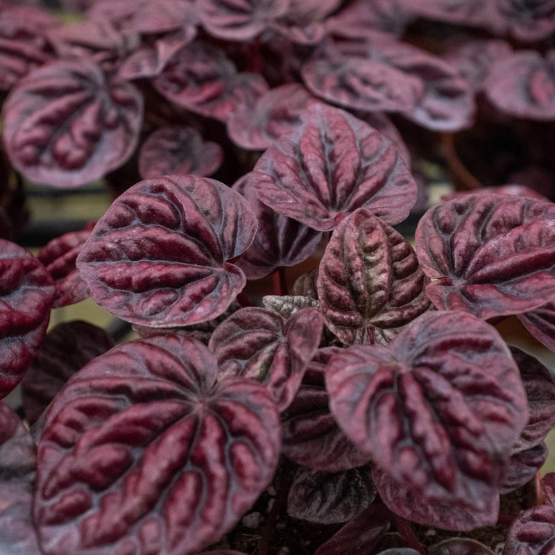 Load image into Gallery viewer, Peperomia 'Ripple Red'
