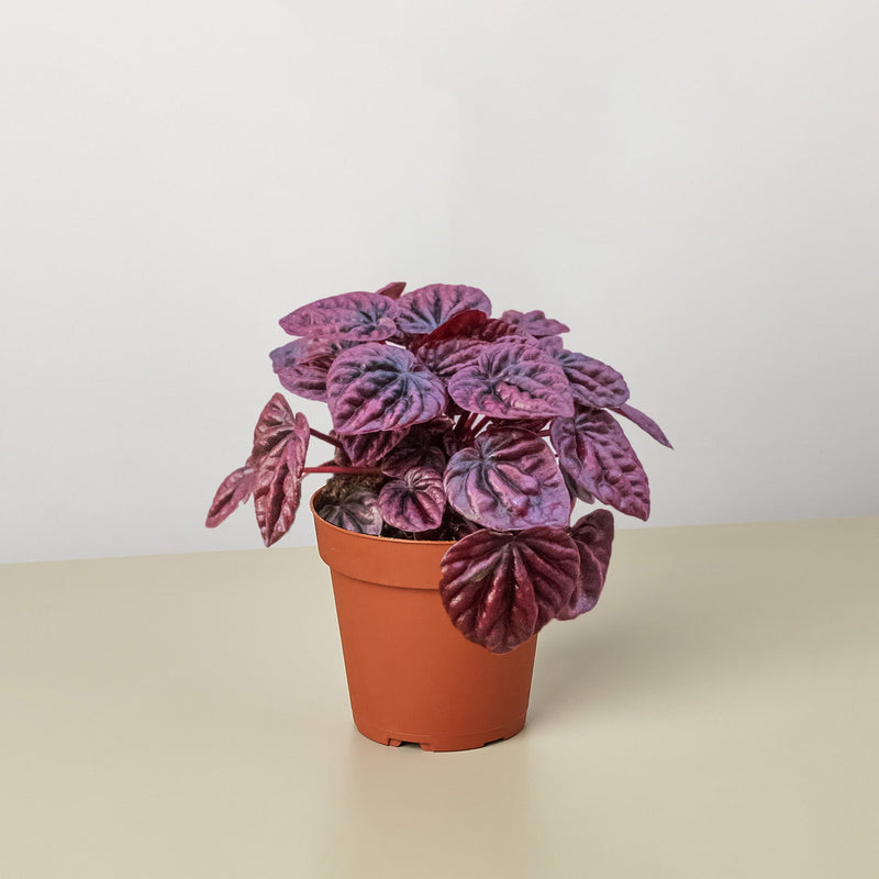 Load image into Gallery viewer, Peperomia 'Ripple Red'
