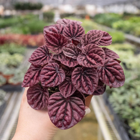 Peperomia 'Ripple Red', additional product view 2