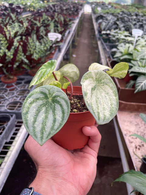 Peperomia 'Watermelon Variegated', additional product view 2