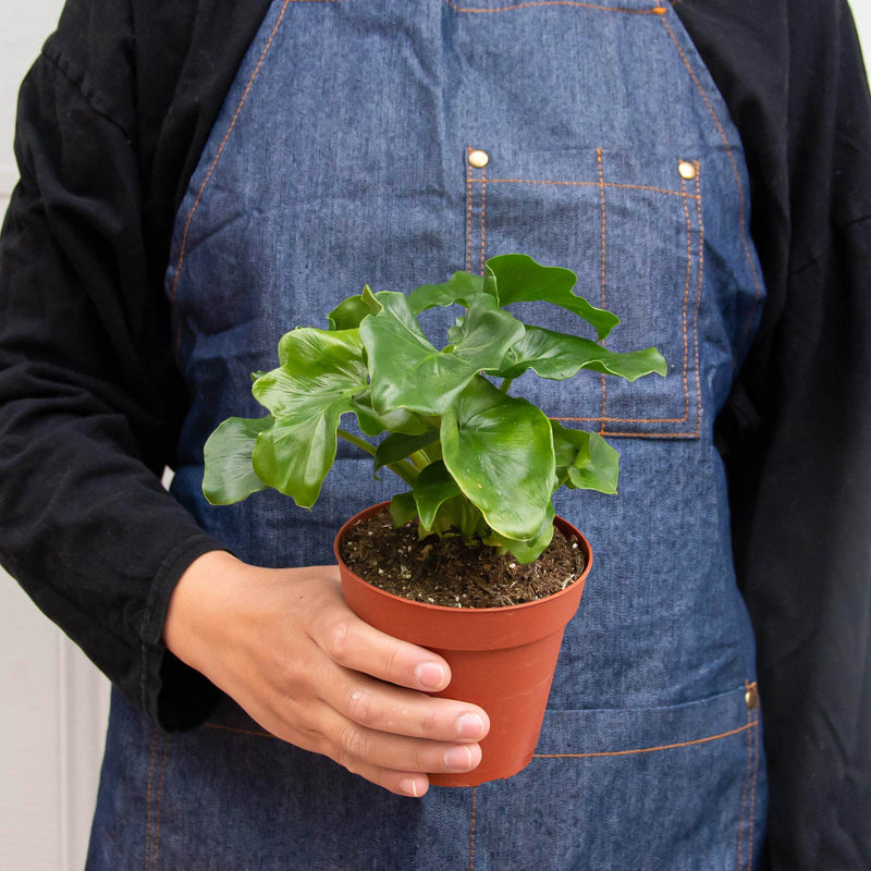 Load image into Gallery viewer, Philodendron 'Atom'
