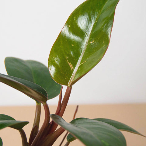 Philodendron 'Birkin Pink', additional product view 2