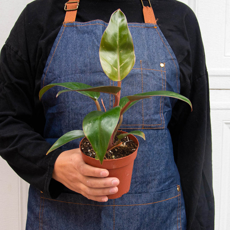 Load image into Gallery viewer, Philodendron 'Birkin Pink'

