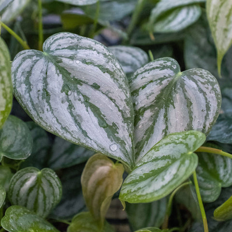Philodendron 'Brandi', additional product view 2