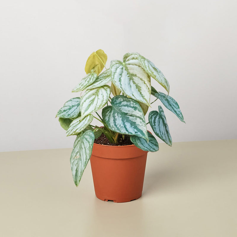 Load image into Gallery viewer, Philodendron 'Brandi'
