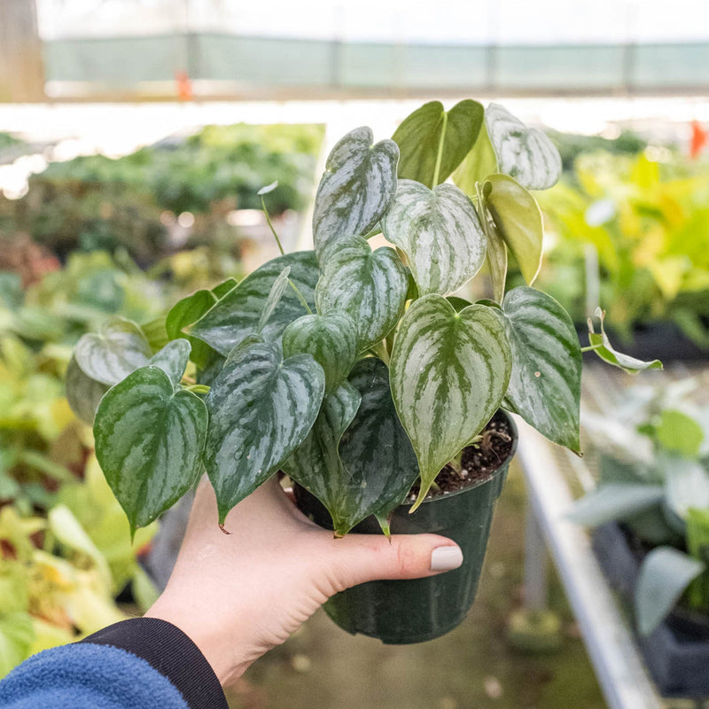 Load image into Gallery viewer, Philodendron 'Brandi'
