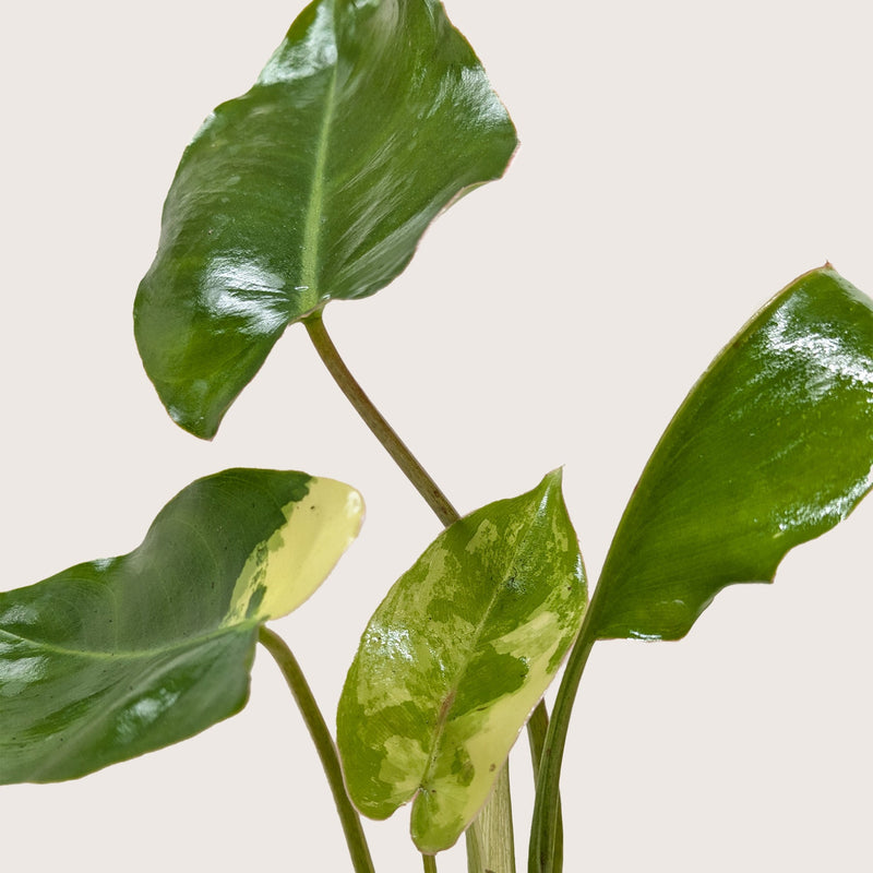 Load image into Gallery viewer, Philodendron Burle Marx Albo
