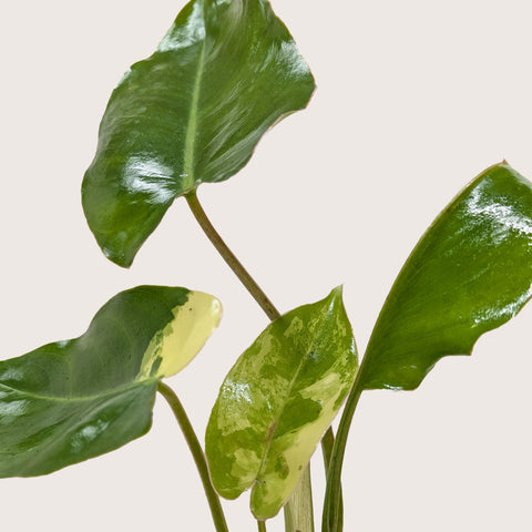 Philodendron Burle Marx Albo, additional product view 2