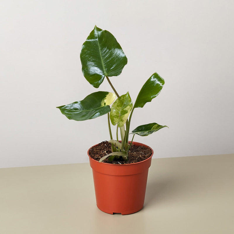 Load image into Gallery viewer, Philodendron Burle Marx Albo
