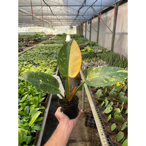 Philodendron Congo Green Variegated