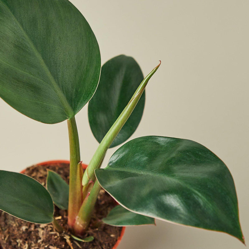 Load image into Gallery viewer, Philodendron 'Congo Rojo'
