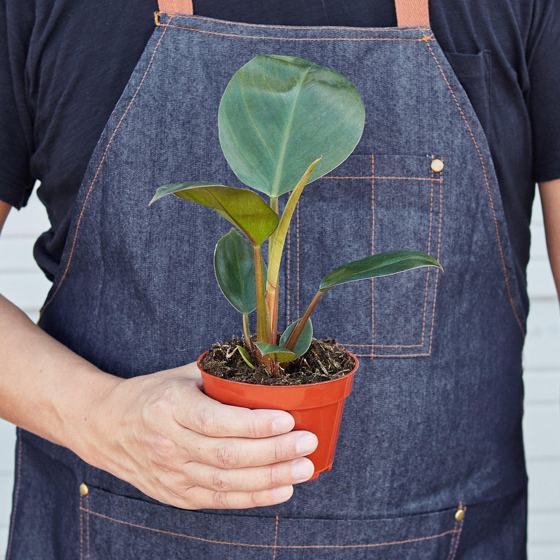 Load image into Gallery viewer, Philodendron 'Congo Rojo'
