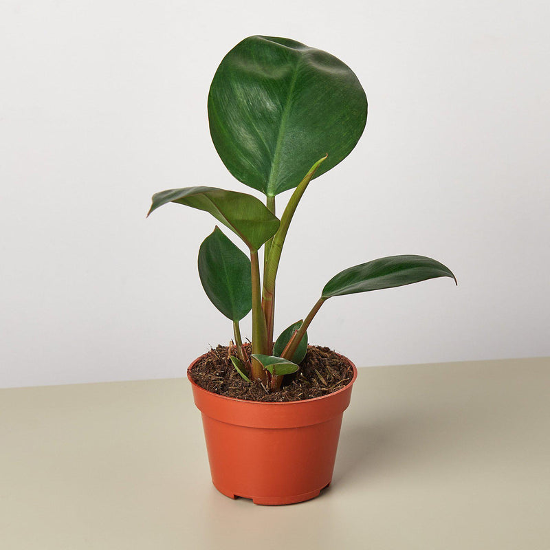 Load image into Gallery viewer, Philodendron 'Congo Rojo'
