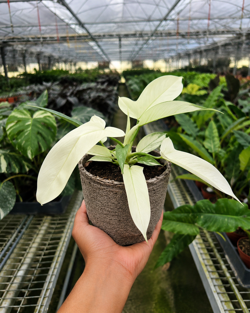 Load image into Gallery viewer, Philodendron 'Florida Ghost'

