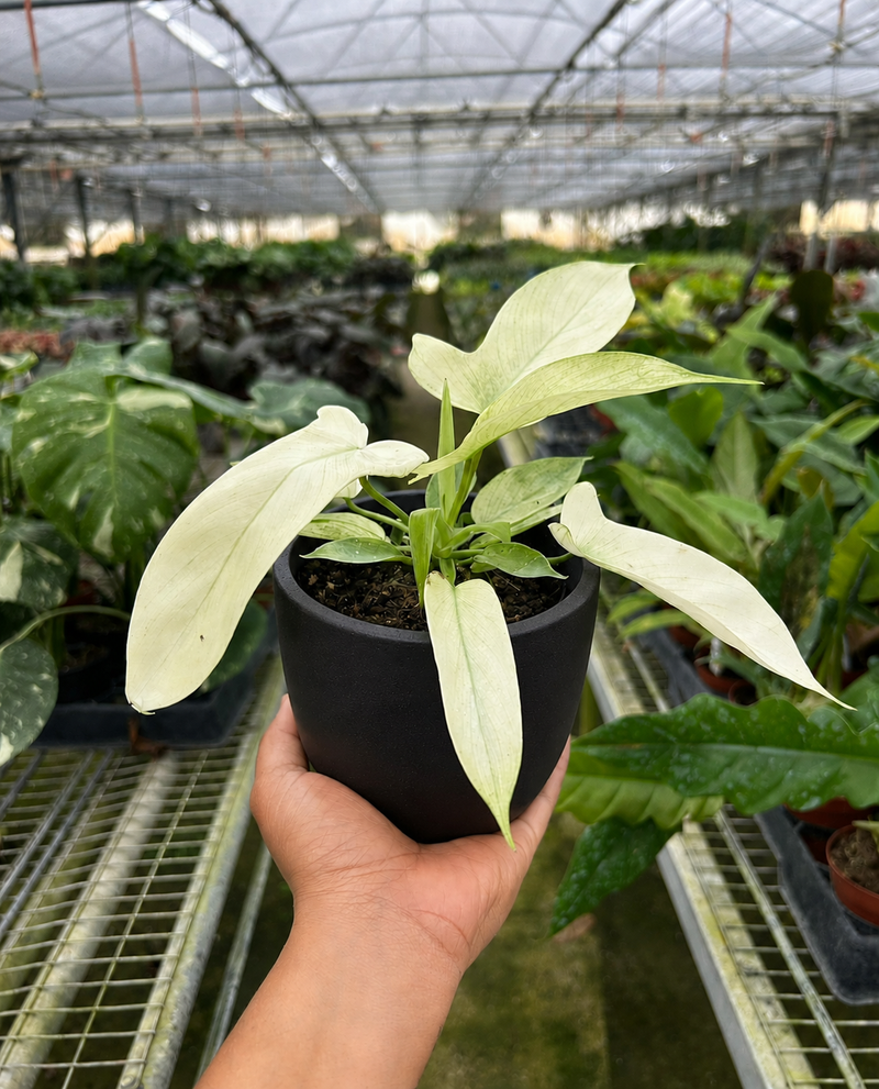 Load image into Gallery viewer, Philodendron 'Florida Ghost'
