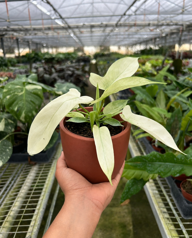Load image into Gallery viewer, Philodendron 'Florida Ghost'
