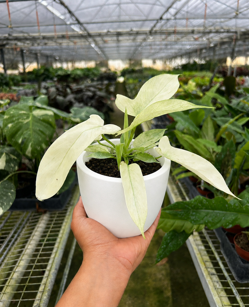 Load image into Gallery viewer, Philodendron 'Florida Ghost'
