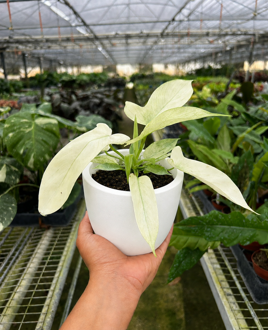 Philodendron 'Florida Ghost'