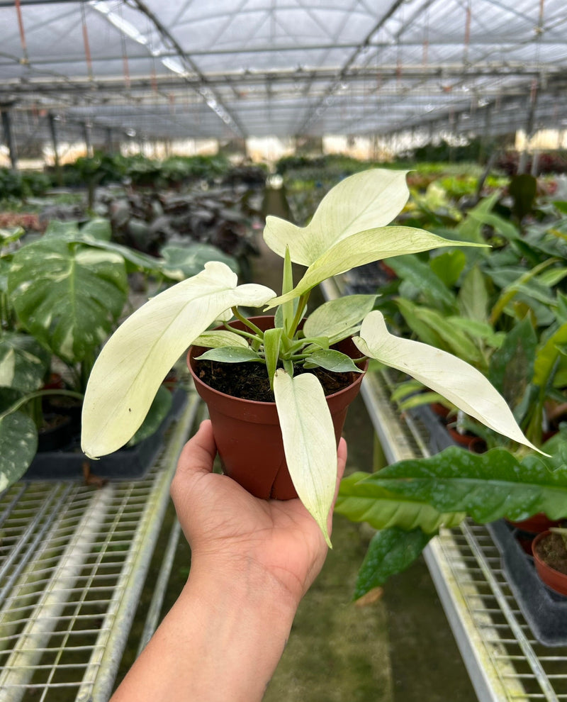 Load image into Gallery viewer, Philodendron 'Florida Ghost'
