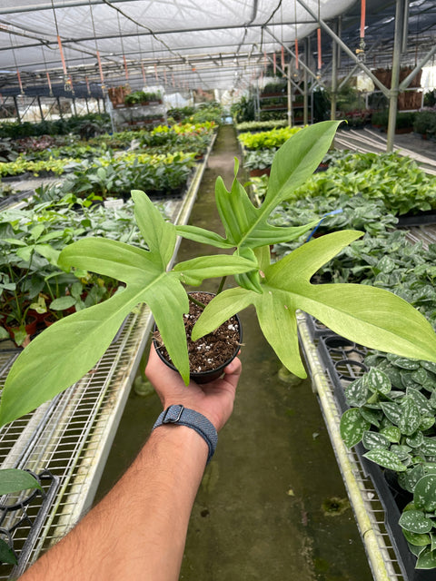 Philodendron 'Florida Ghost', additional product view 2