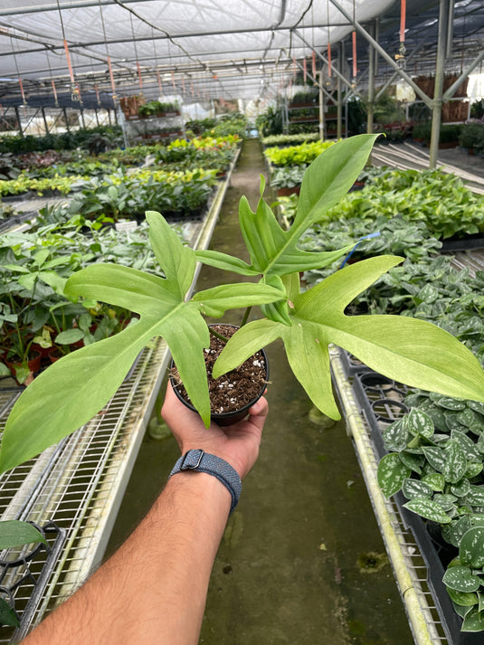 Philodendron 'Florida Ghost', additional product view 2