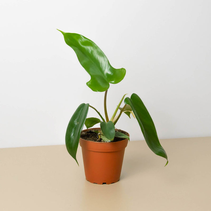 Load image into Gallery viewer, Philodendron 'Florida Green'
