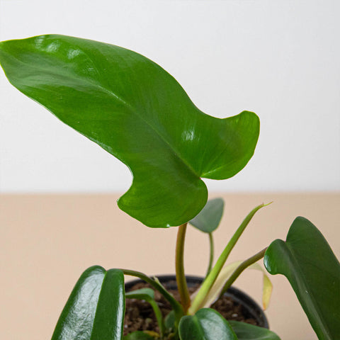 Philodendron 'Florida Green', additional product view 2