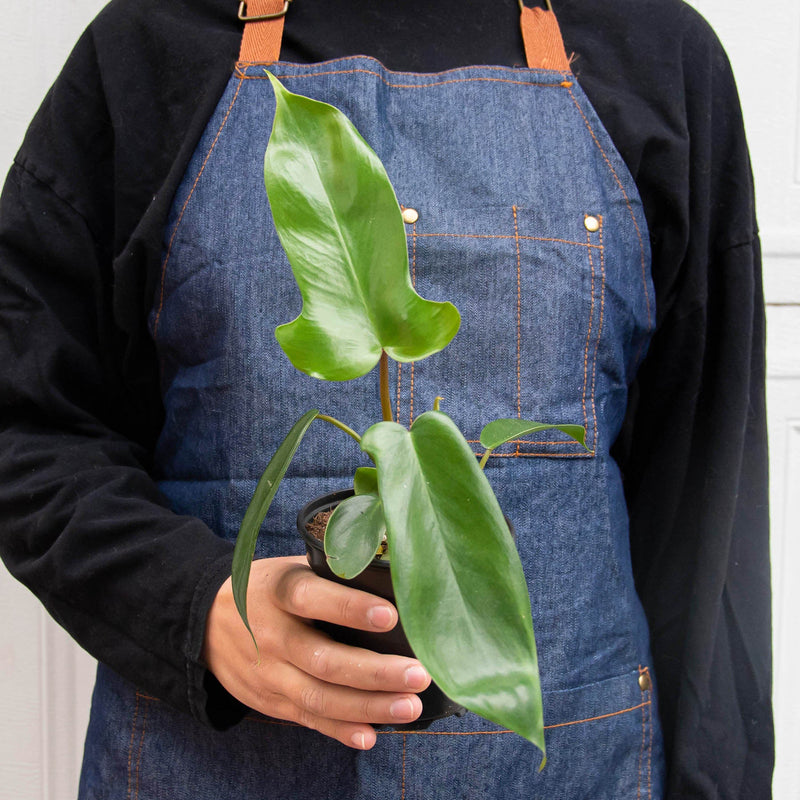 Load image into Gallery viewer, Philodendron 'Florida Green'
