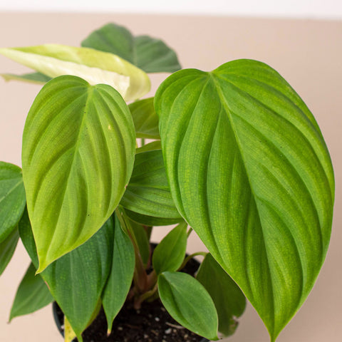 Philodendron 'Fuzzy Petiole', additional product view 2