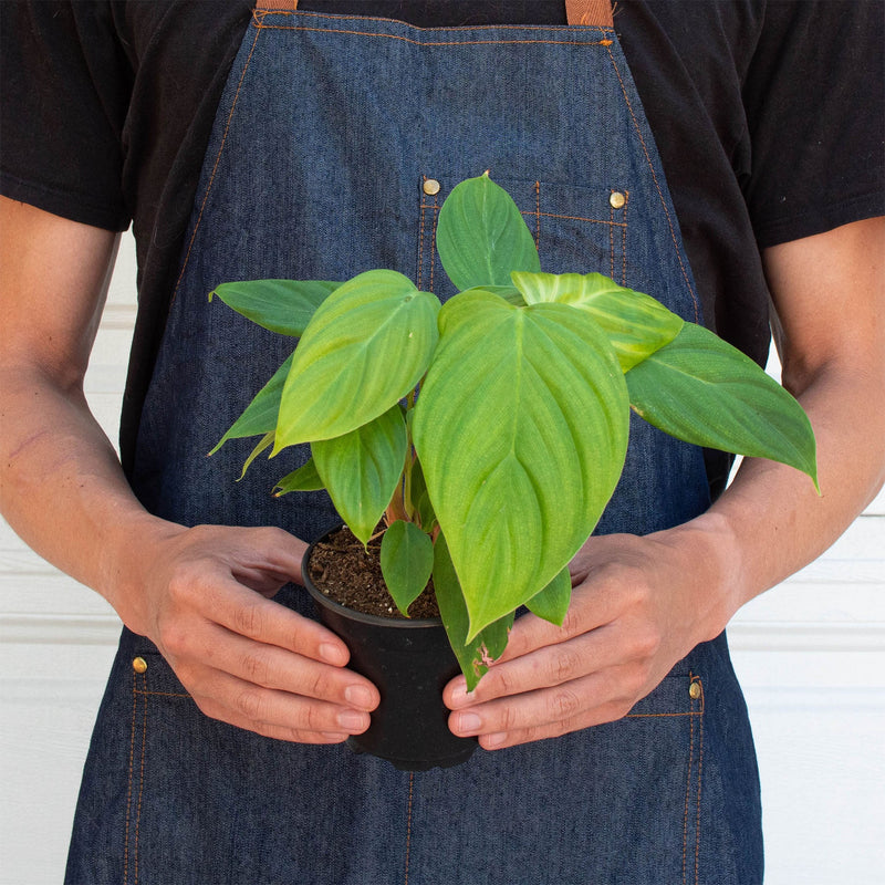 Load image into Gallery viewer, Philodendron 'Fuzzy Petiole'

