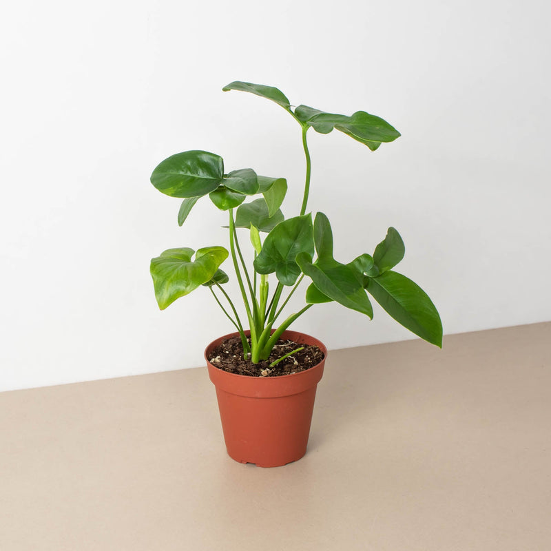 Load image into Gallery viewer, Philodendron 'Goeldii'
